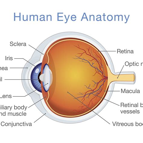 Draw And Label The Eye Structure / Label The Eye Quiz - Ogan Sepat