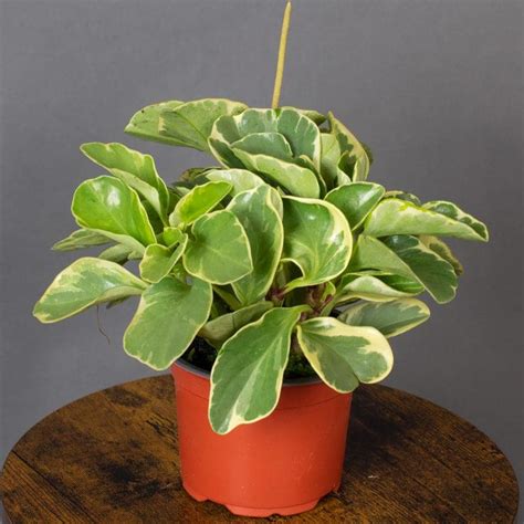 Peperomia Obtusifolia Variegata 13cm Pot Tropical Plants Uk