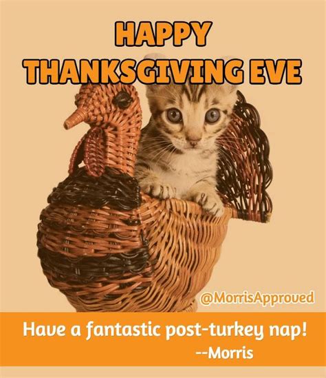 Cat Says Happy Thanksgiving Eve Thanksgiving Eve Good Morning Images