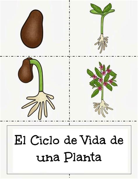 Menta Más Chocolate RECURSOS PARA EDUCACIÓN INFANTIL Plantas Ciclo