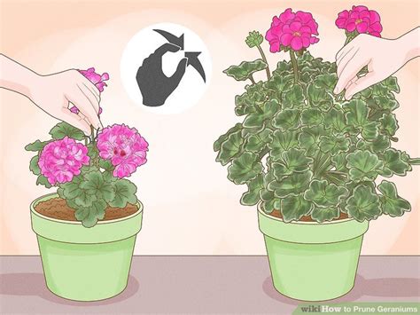 Expert Advice on How to Prune Geraniums - wikiHow