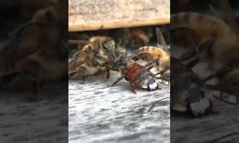 Abeja cae en depósito de miel y reacción de sus compañeras conquista