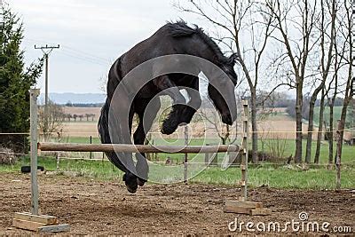 Jumping Friesian Horse Stock Photography | CartoonDealer.com #90866360