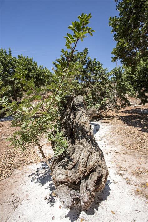 Greece Island Chios Island Mastic Tree Travel Concept Photo Stock