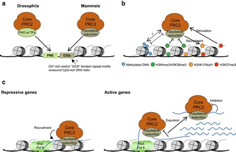 Cis Chromatin Features Regulating Prc2 Enzymatic Activity Or Genomic Download Scientific