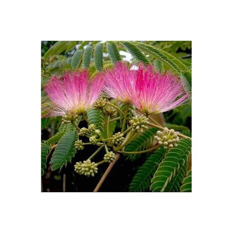 Seeds Albizia Julibrissin - Persian Silk Tree