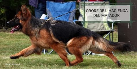 Elevage De L Hacienda Del Matador Eleveur De Chiens Berger Allemand