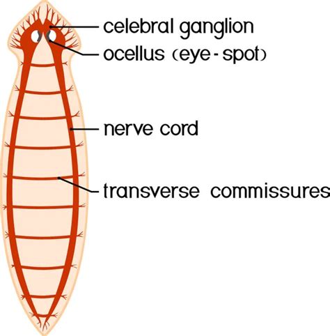 Planaria Diagram Cross Section