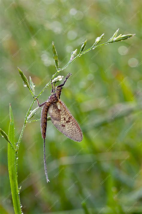 Premium Photo | Mayflies are aquatic insects belonging to the order