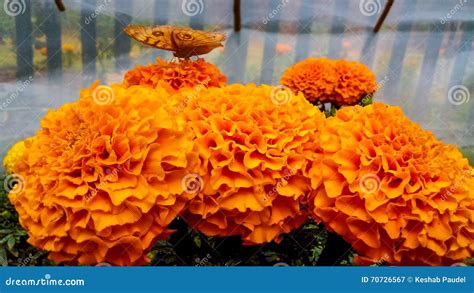 Beautiful Butterfly in Marigold ( Sayapatri ) Flower Stock Image ...