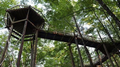 Vins Preview Of The Forest Canopy Walk Vermont Institute Of Natural