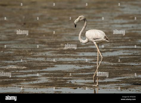 Greater Flamingo Phoenicopterus Roseus Ras Al Khor Wildlife