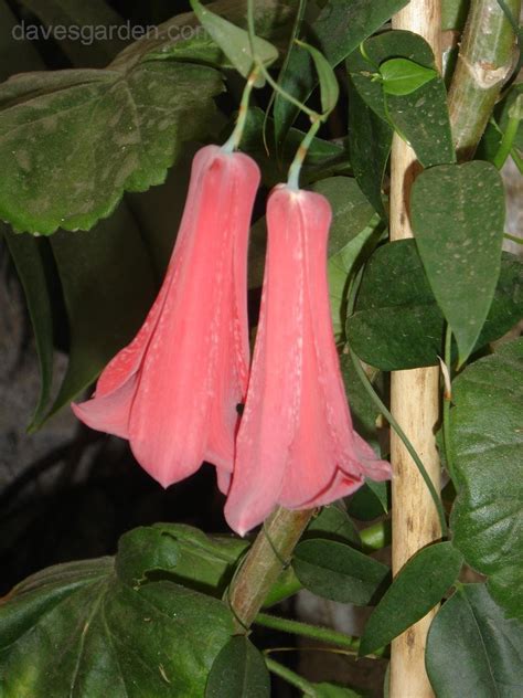 Plantfiles Pictures Chilean Bellflower Lapageria Rosea By Ncplantsman