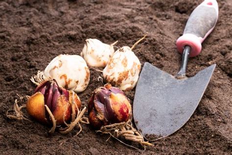 Cómo PLANTAR BULBOS Pasos y cuidados