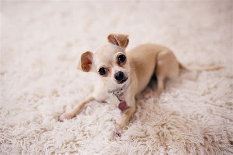 Brown Chihuahua Puppy Lying On Brown Textile · Free Stock Photo