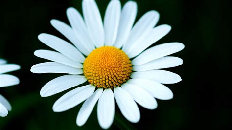 Wallpaper Chamomile Petals Flower Macro White Yellow Hd Picture