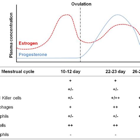 Cyclic Fluctuation Of Endometrial Leukocytes During The Menstrual