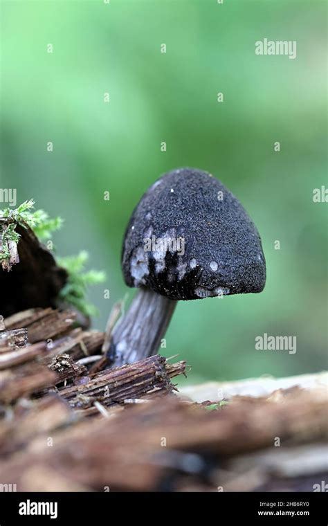 Pluteus Atromarginatus Also Called Pluteus Cervinus Var