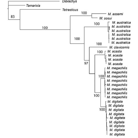 Maximum Likelihood Tree Based On Its1 Its2 And The Barcode Region Of