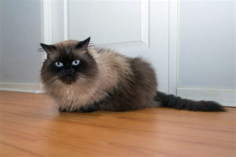 Fun Facts You Didn T Know About Himalayan Cats