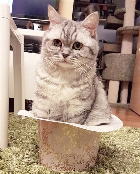 Cat in hat | Cute cats HQ - Pictures of cute cats and kittens Free