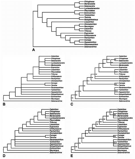 Phylogenetic Analyses Strict And 50 Majority Rule Consensus Trees Of