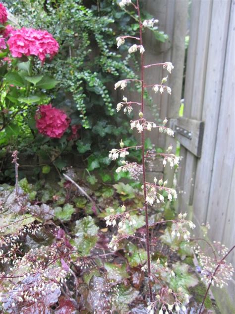 Purperklokje Heuchera Micrantha Palace Purple Planten Online Kopen