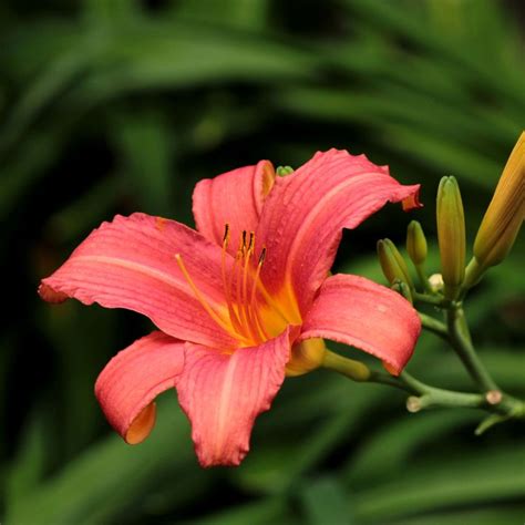 Hemerocallis Pink Damask Daglelie Vaste Tuinplanten