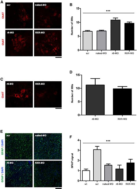 Treatment With CPP MOs Increases MN Numbers In The Spinal Cords Of SMA