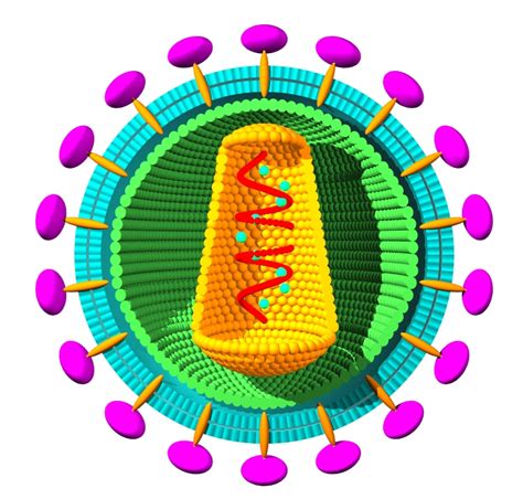 Hiv Retrovirus Diagram