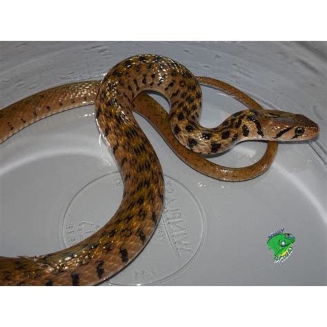 Checkered Keelback Snake Strictly Reptiles Inc