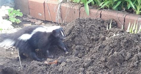 Skunk Poop Identifying And Cleaning Up After Skunks