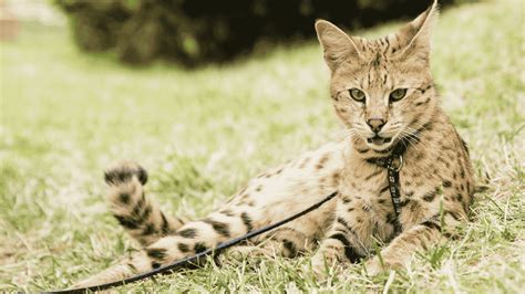 Savannah Cats For Sale - List of trusted Savannah Cat Breeders