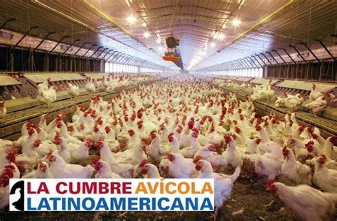 El Destino De La Avicultura En Latinoam Rica Industria Av Cola