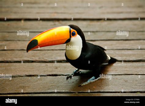 Toco Toucan In Parque Das Aves Or Bird Park Stock Photo Alamy