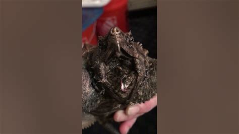 Alligator Snapping Turtle Demonstrating Its Vermiformworm Shaped