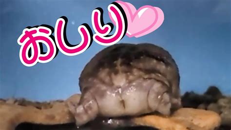 プリッとしたおしりがかわいいアメフクラガエル Rain frog with a cute buttocks YouTube