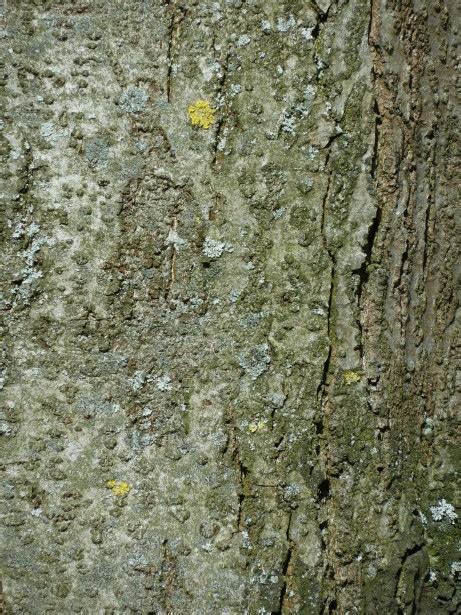 Tree Trunk Pattern Free Stock Photo Public Domain Pictures