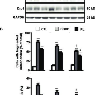 CDDP And Piperlongumine Induced Mitochondrial Fission And Apoptosis Is