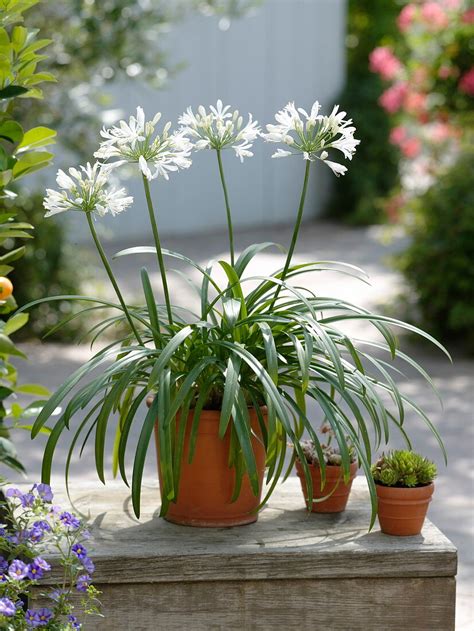 Agapanthus Whitney Weiße Bild kaufen 12167084