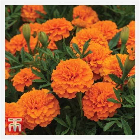 Marigold F 1 Hybrid Flower Seeds