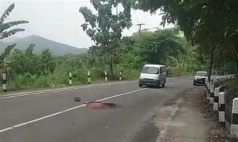 Laka Lantas Jalan Raya Ponorogo Solo Dikabarkan Orang Tewas Terlindas