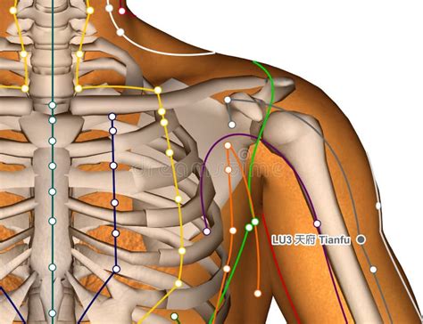 Point Lu Tianfu D Acuponcture Illustration D Illustration Stock