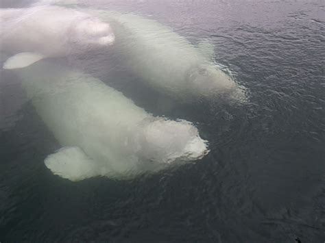 Loss of sea ice putting migrating beluga whales in danger - Good