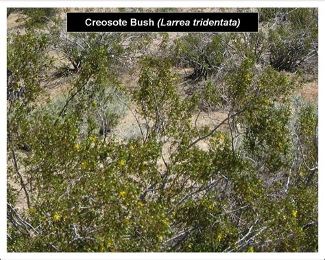 Mojave Desert Wildflowers – The Garden Lady