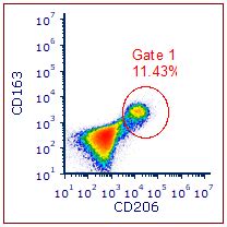 Expression Of CD206 On Adherent UCB Mononuclear Cells Adherent