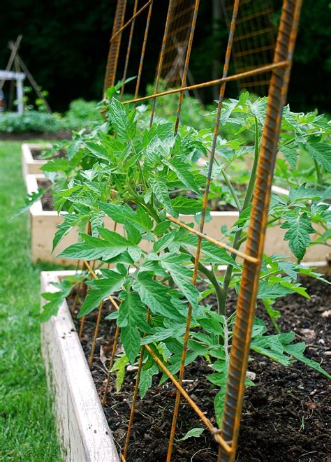 Seeding The Good Life Building Tomato Trellises From Rebar And Remesh