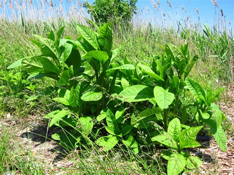 66 Square Feet (Plus): Edible Pokeweed