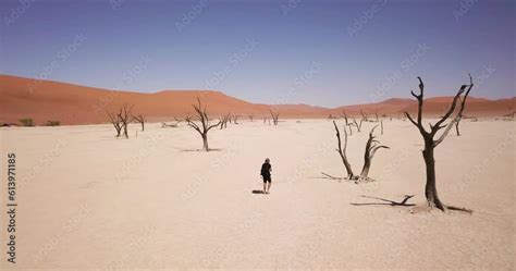 K Aerial Drone Footage Of A Walking Man Near Dead Acacia Trees In