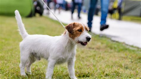 Struggling To Teach Your Puppy Loose Leash Walking Trainer Shares Her